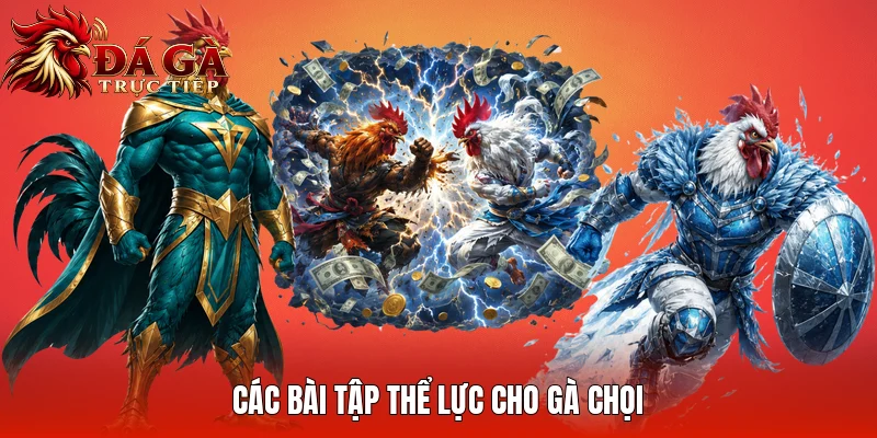Các bài tập thể lực cho gà chọi