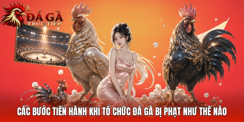 Các bước tiến hành khi tổ chức đá gà bị phạt như thế nào