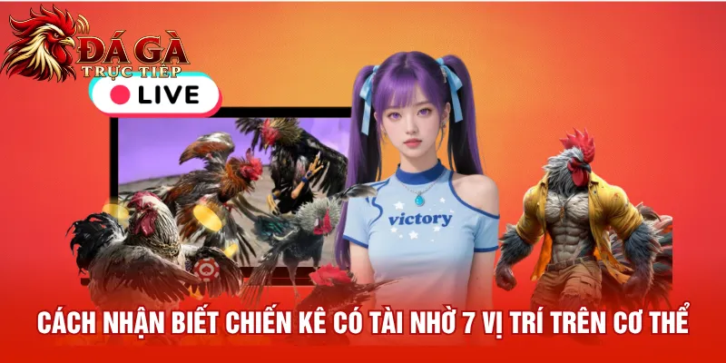 Cách nhận biết chiến kê có tài nhờ 7 vị trí trên cơ thể