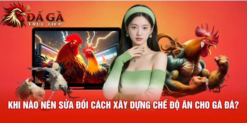 Khi nào nên sửa đối cách xây dựng chế độ ăn cho gà đá?