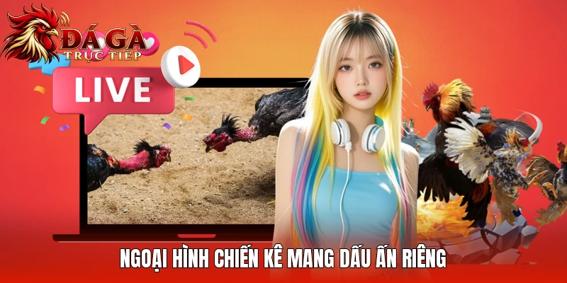 Ngoại hình chiến kê mang dấu ấn riêng