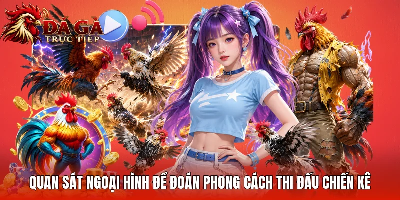 Quan sát ngoại hình để đoán phong cách thi đấu chiến kê