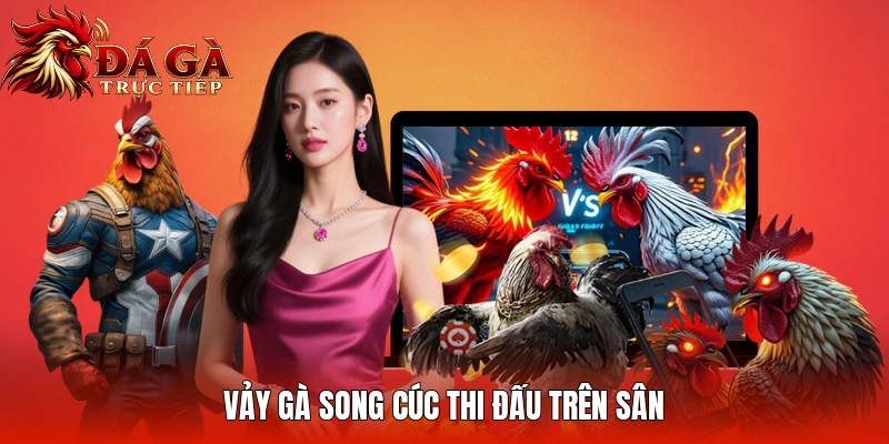 Vảy Gà Song Cúc thi đấu trên sân