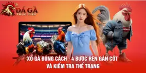 Xổ Gà Đúng Cách 4 Bước Rèn Gân Cốt Và Kiểm Tra Thể Trạng